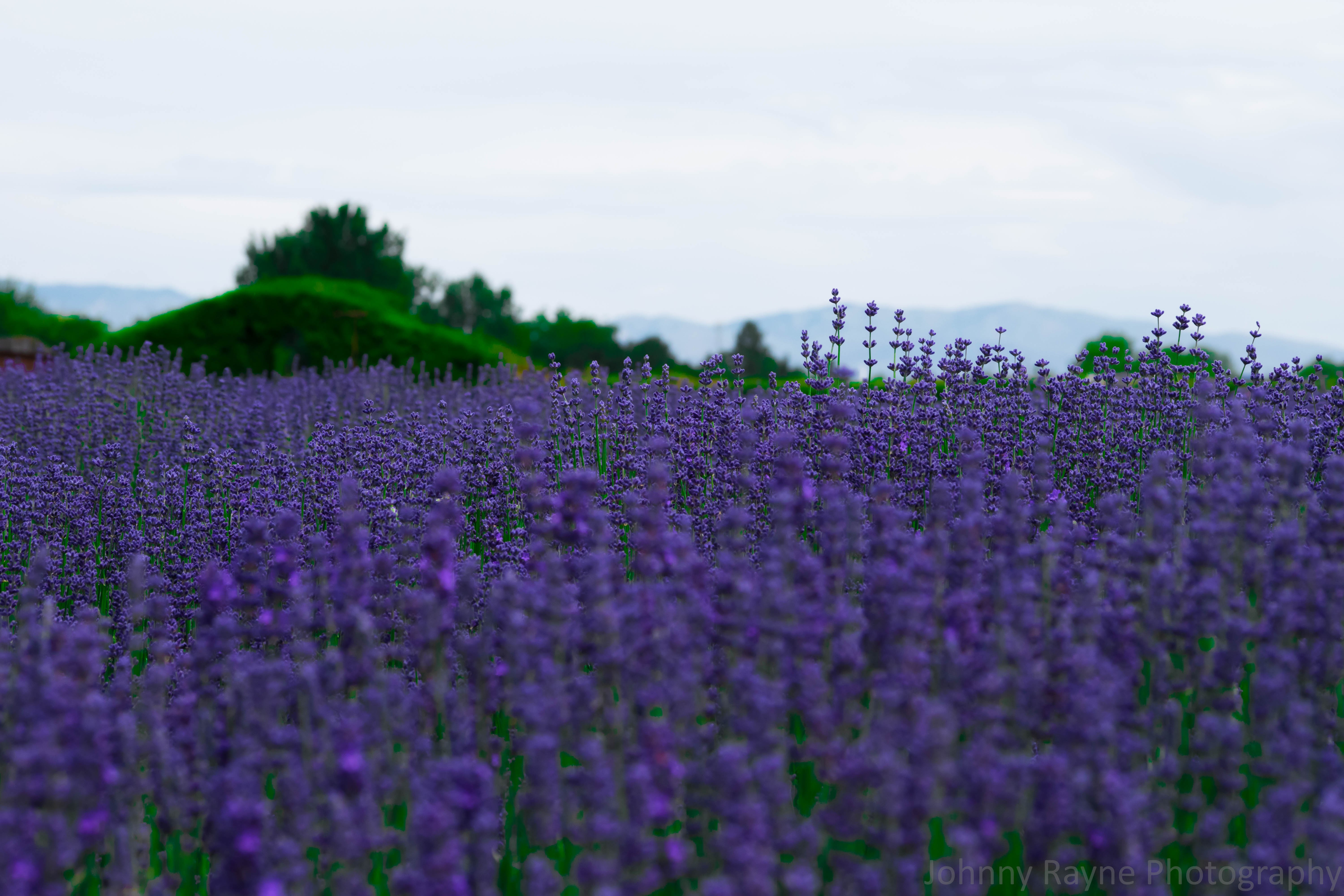 Field of Lavender